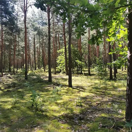 Ludowy W Siedlisku Pod Orzechem